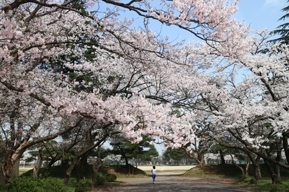 180404sakura.jpg