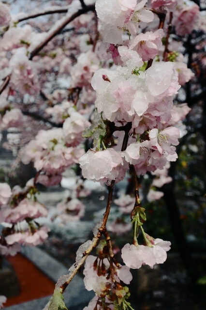 180408yukisakura.jpg