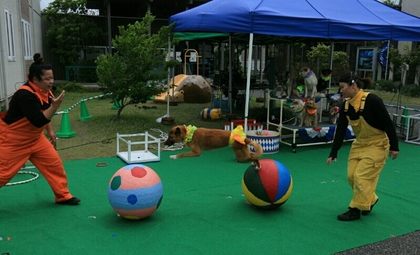 180506.inu.jpg