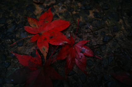 181111momiji.jpg