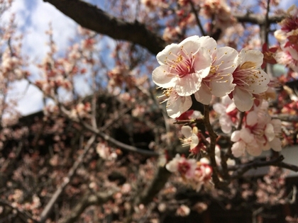 190407sakura.jpg