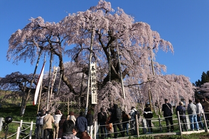 190420sakura.jpg