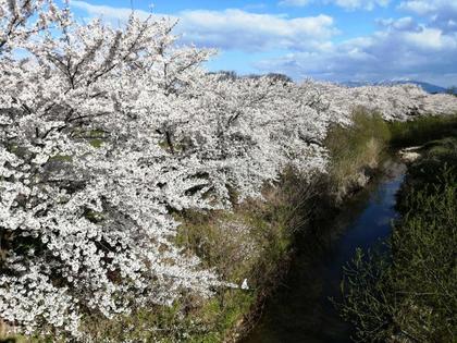 200411sakura.jpg